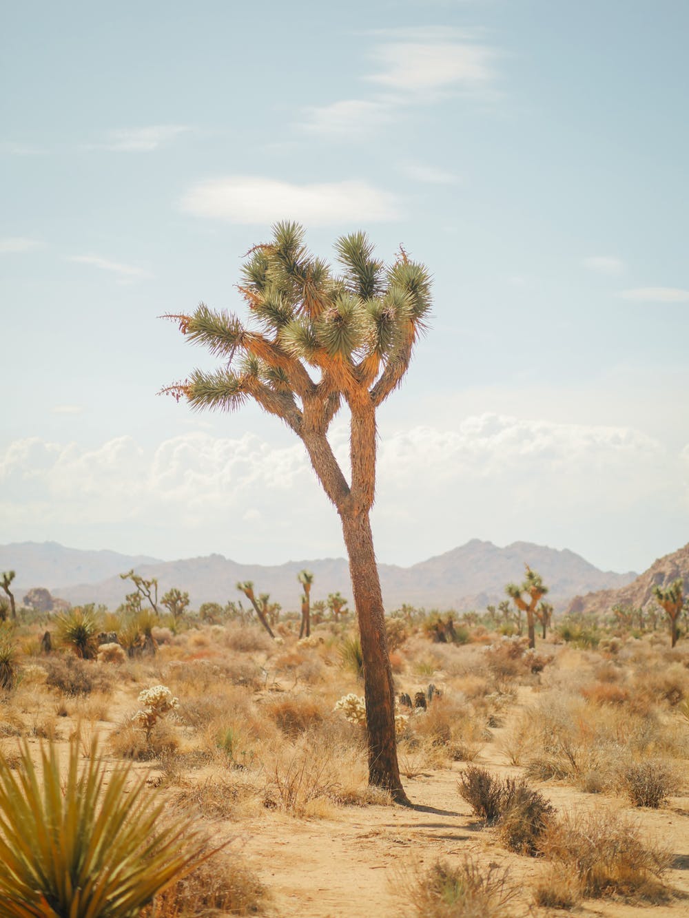 مەڭگۈلۈك غېرىبلىق يوق